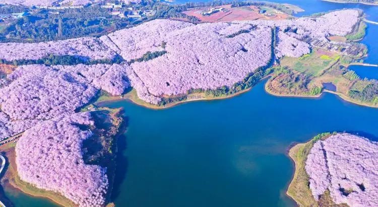 平壩農(nóng)場(chǎng)櫻花園