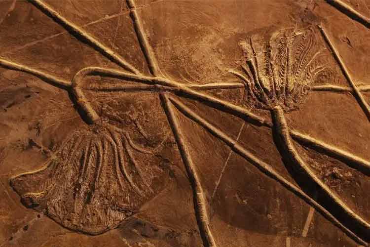 關(guān)嶺生物群化石是全球晚三疊世獨(dú)一無二的化石庫
