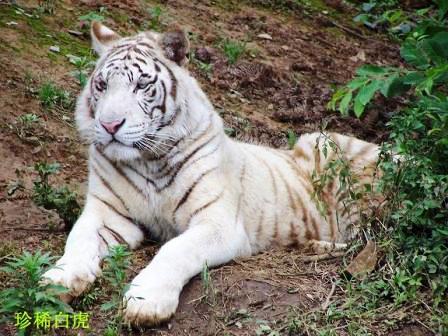貴陽森林野生動(dòng)物園